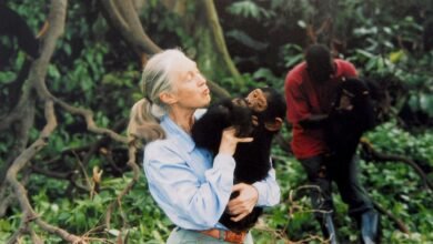 1759346667 Jane Goodall primatologist and chimpanzee researcher dies at 91.jpg