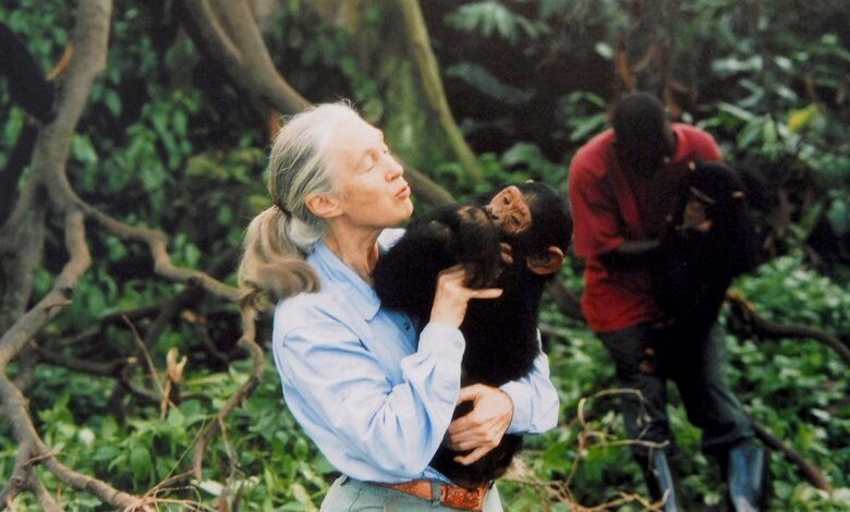 1759346667 Jane Goodall primatologist and chimpanzee researcher dies at 91.jpg
