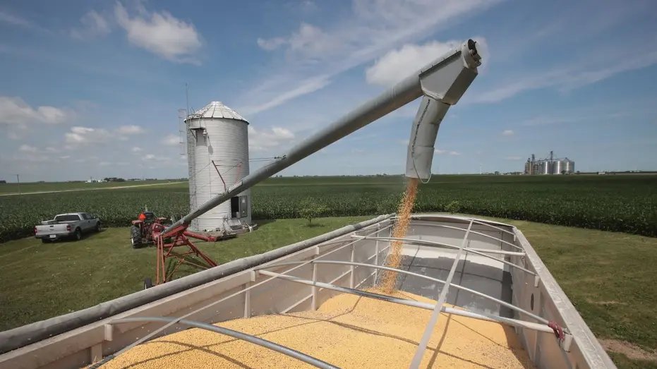 Soybeans on a farm during the 2018 trade war