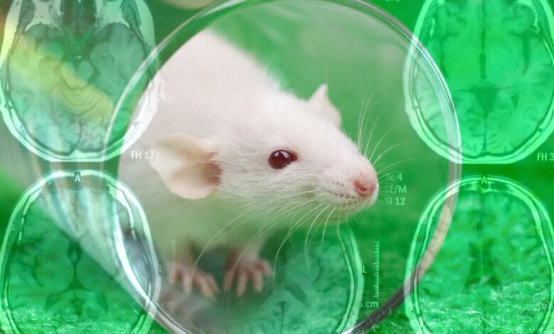 1760210333 Nanoparticle Treatment Reverses Alzheimers in Mice.jpg