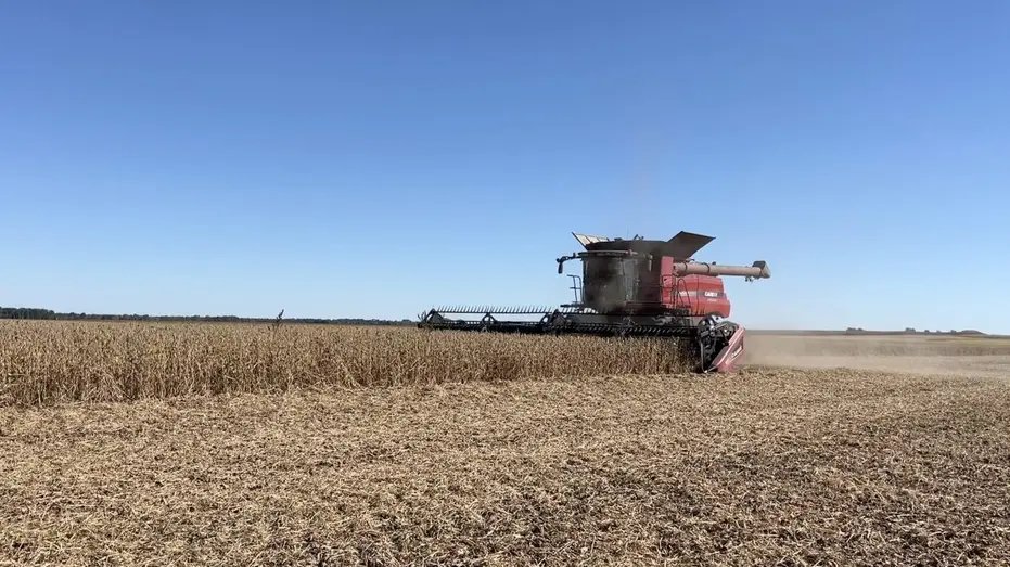 Combine soybean harvest in a large field in Illinois.