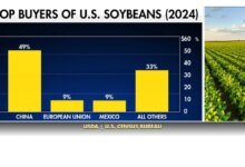 1760499405 China trade freeze squeezes US soybean farmers as costs climb.jpeg