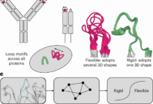 1760760760 Predicting the conformational flexibility of antibody and T cell receptor.png
