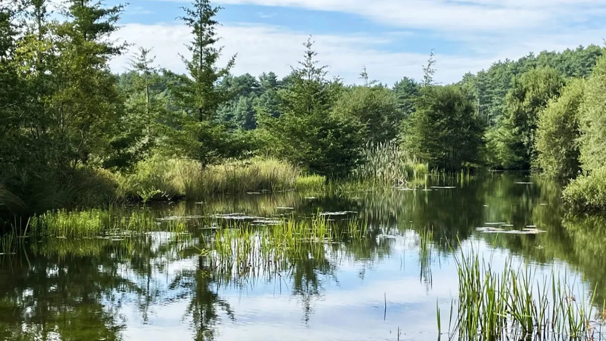 Cranberry growers are turning ancient bogs into wetlands