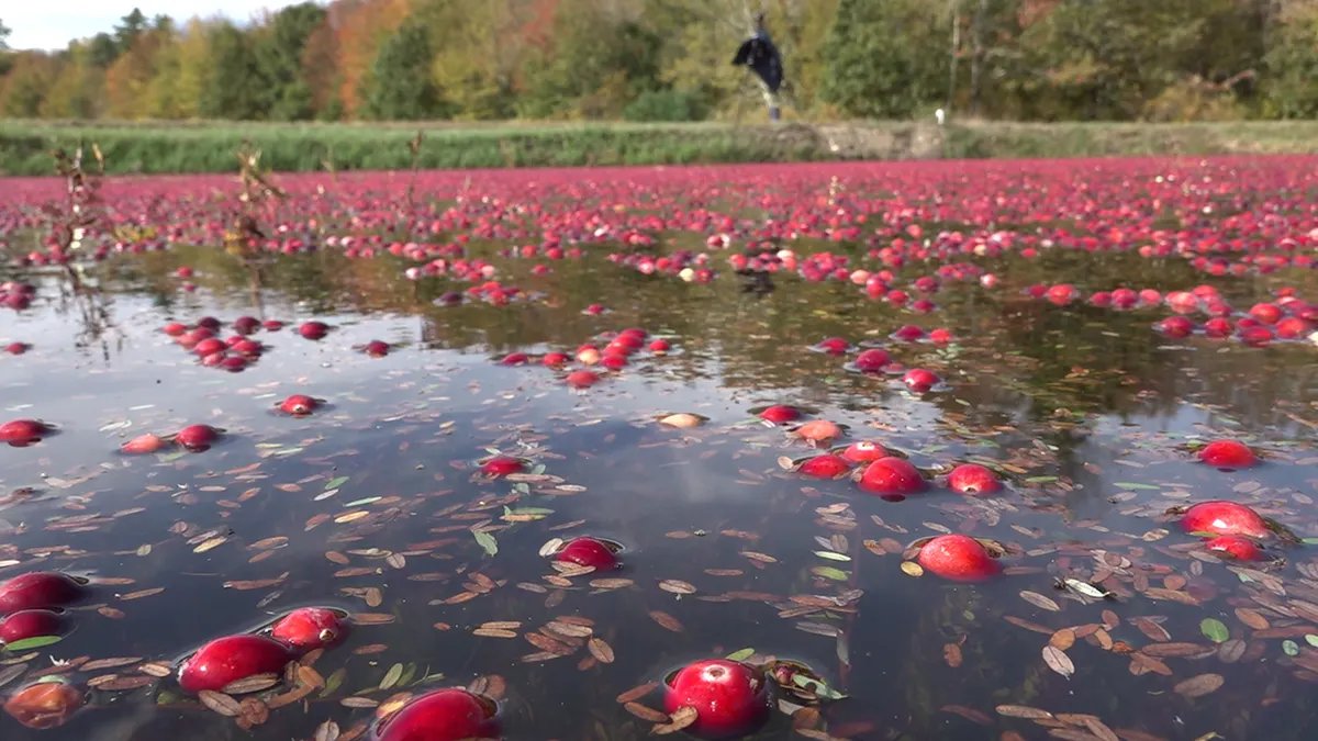 Peak season for cranberry growers