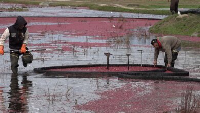 1760767847 Cranberry farmers turning old bogs into wetlands.jpg