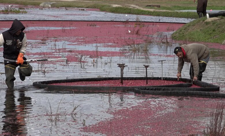 1760767847 Cranberry farmers turning old bogs into wetlands.jpg