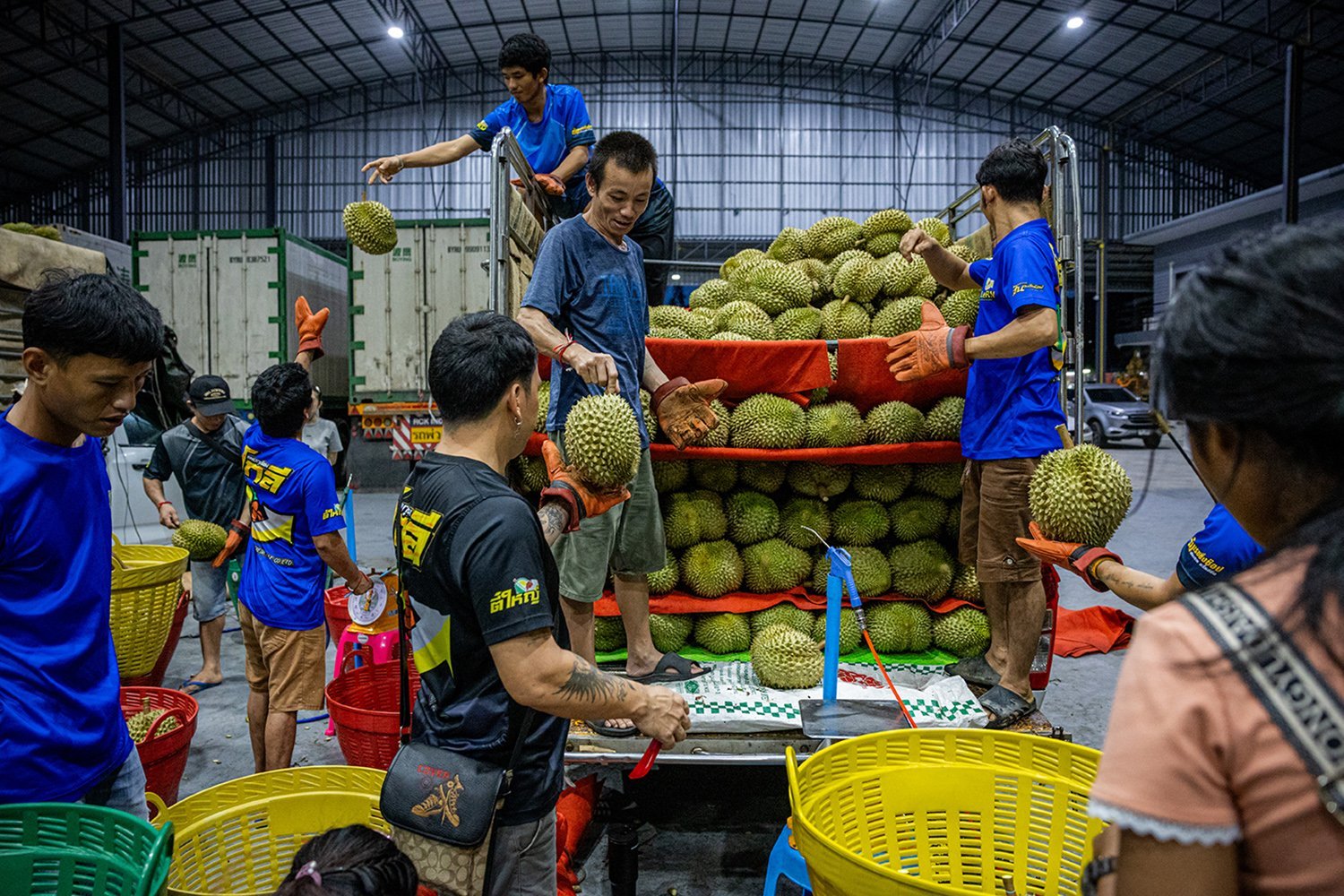Workers wearing gloves and using large colorful baskets unload a load of spiny durian from a truck into a large warehouse.