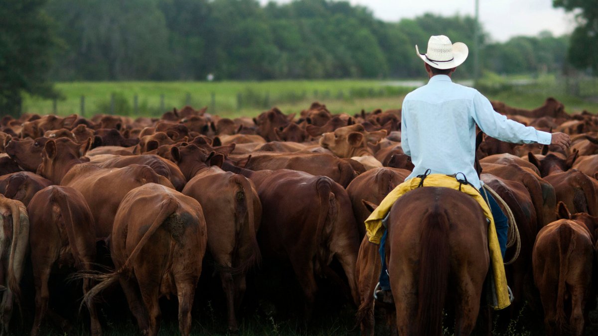 Florida cattle rancher