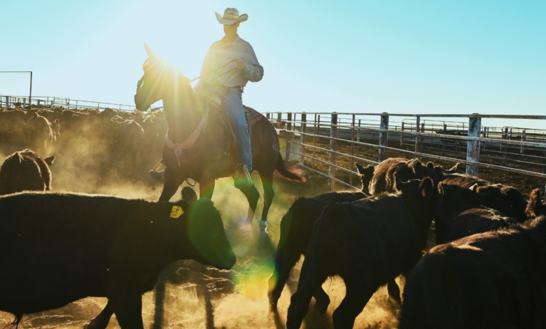 1761314563 Argentina beef imports wont fix corporate concentration ranchers say.png