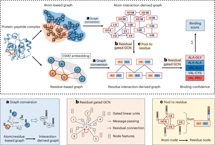 An interaction derived graph learning framework for scoring protein–peptide complexes.png