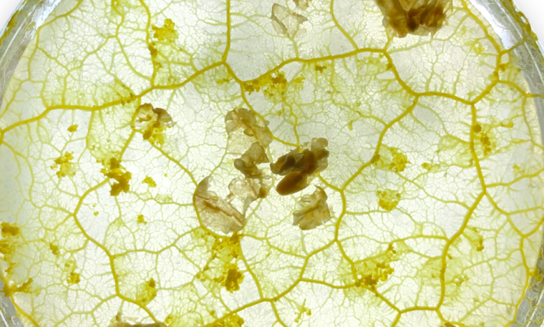 This startup thinks slime mold can help us design better.png