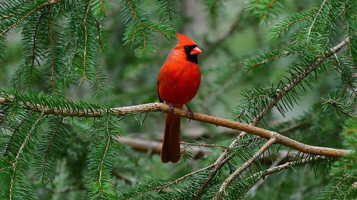 Red cardinal sitting on a spruce branch.