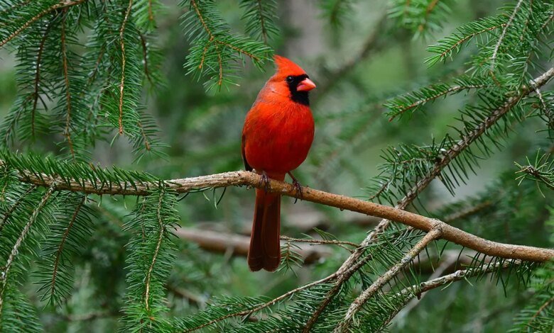 1764106144 5 bird themed gift ideas topping wish lists amid boom in.jpg