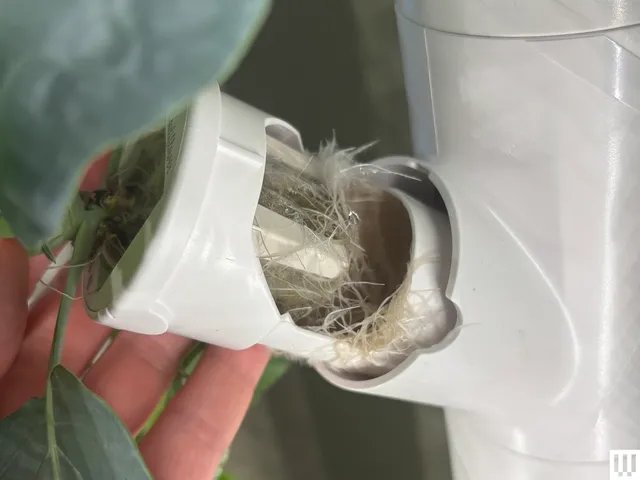 Image may contain: Herbal, Herbs, Plant, Body Part, Finger, Hand, and Person