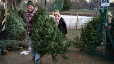 1764512937 Debate rages about best time for Christmas tree trimming as.jpg