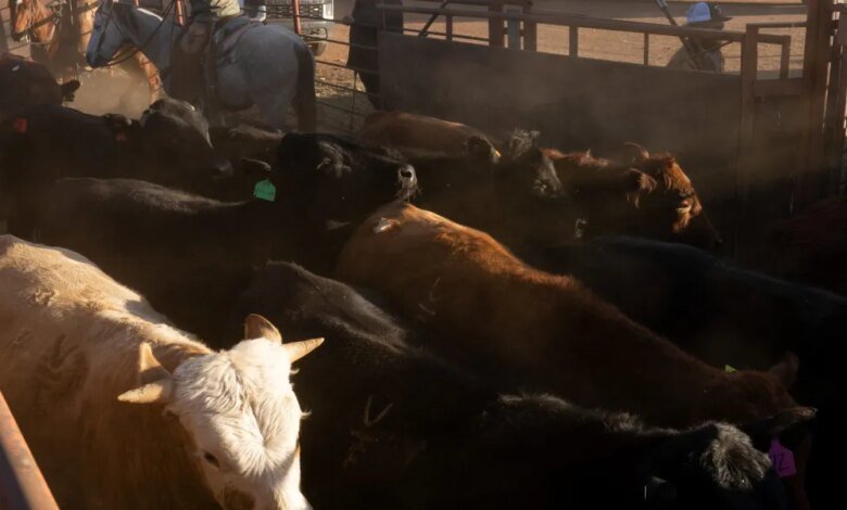 If you think beef is expensive now just wait until.jpg