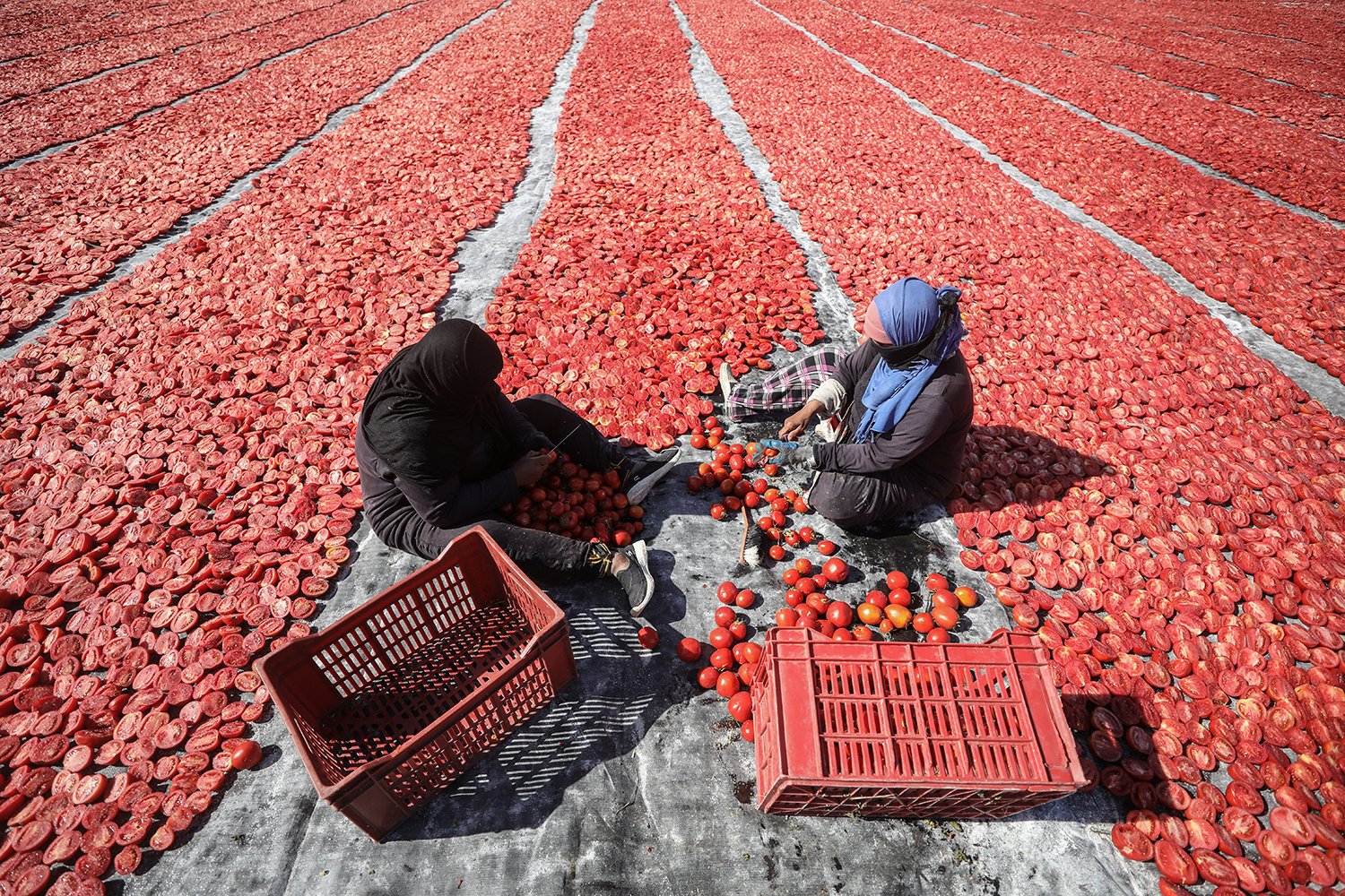 Two people sitting on the floor with baskets next to them. In front of her and on either side of her stretch long red rows of dried tomatoes.