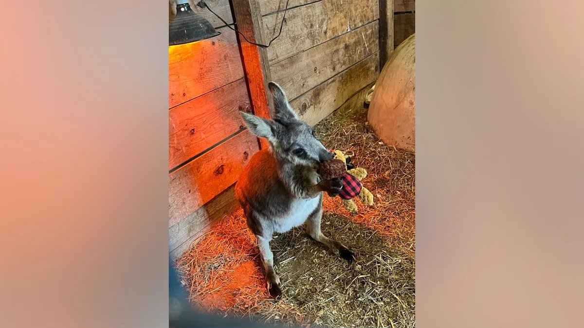 Wallaby rex at Lots of Love Farm in New Jersey