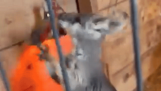 Search is on after runaway wallaby named Rex escapes from.gif