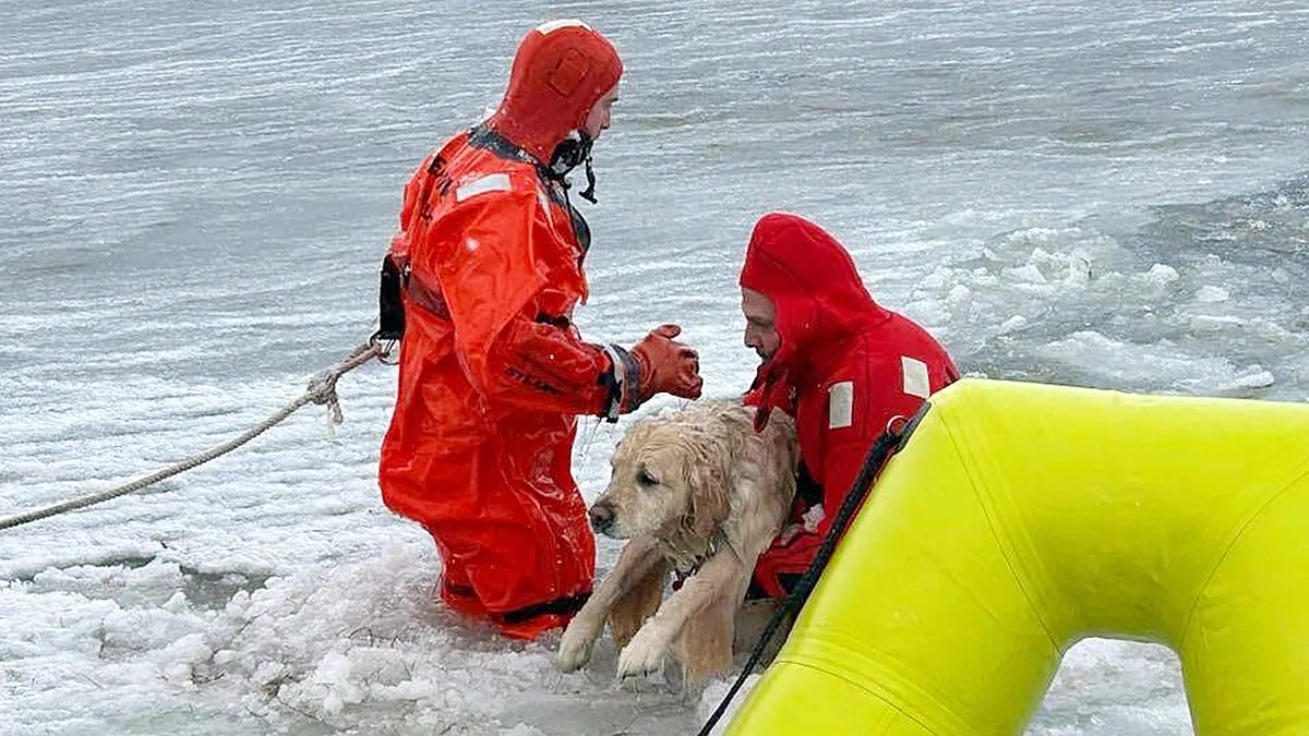 A golden retriever was rescued from an icy pond by firefighters
