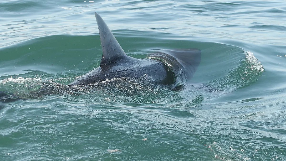 The dorsal fin of a great white shark breaks the ocean surface in shallow coastal waters.