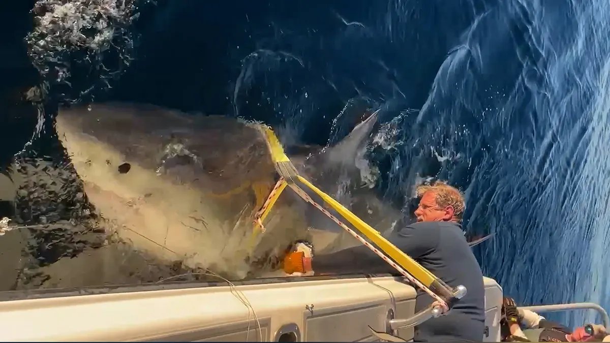 A great white shark named Contender as a crew member secures it to a pole above the deep blue ocean waters.