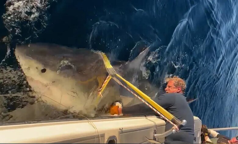 1768995099 Atlantics largest great white shark named Contender returns to Florida.jpg
