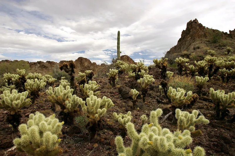 Cholla cactus in the Sonoran Desert