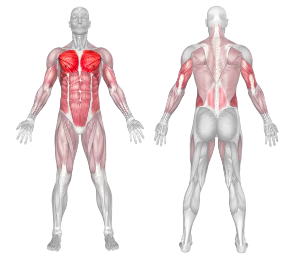 The pressing muscles worked