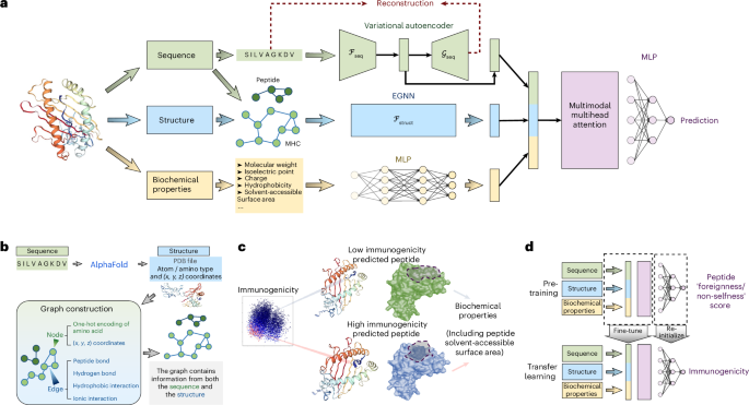 ImmunoStruct enables multimodal deep learning for immunogenicity prediction.png